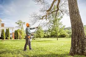 How Our Tree Care Process Works  in Lake Barrington, IL